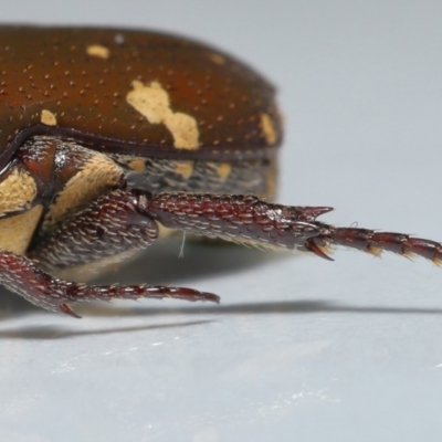 Unidentified Scarab beetle (Scarabaeidae) at Wellington Point, QLD - 27 Sep 2023 by TimL