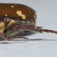 Glycyphana stolata at Wellington Point, QLD - 27 Sep 2023 by TimL