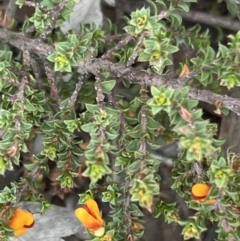 Pultenaea procumbens (Bush Pea) at Black Mountain - 1 Oct 2023 by JimL