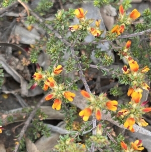 Pultenaea procumbens at Canberra Central, ACT - 2 Oct 2023