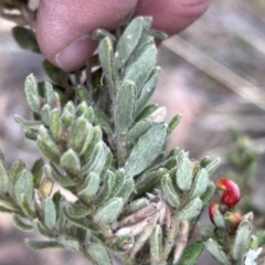 Grevillea alpina (Mountain Grevillea / Cat's Claws Grevillea) at Canberra Central, ACT - 1 Oct 2023 by JimL