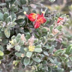 Grevillea alpina at Canberra Central, ACT - 2 Oct 2023 08:06 AM