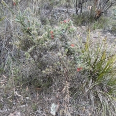 Grevillea alpina at Canberra Central, ACT - 2 Oct 2023 08:06 AM