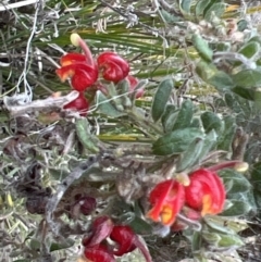 Grevillea alpina at Canberra Central, ACT - 2 Oct 2023