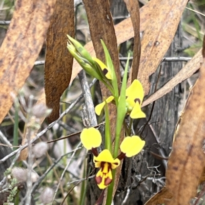 Diuris sulphurea (Tiger Orchid) at Black Mountain - 1 Oct 2023 by JimL