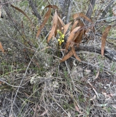 Diuris sulphurea at Canberra Central, ACT - suppressed