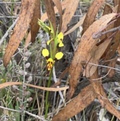 Diuris sulphurea at Canberra Central, ACT - suppressed