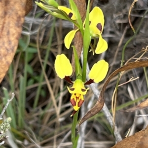 Diuris sulphurea at Canberra Central, ACT - suppressed