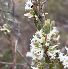 Brachyloma daphnoides (Daphne Heath) at Black Mountain - 1 Oct 2023 by JimL