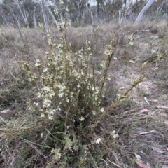 Brachyloma daphnoides at Canberra Central, ACT - 2 Oct 2023