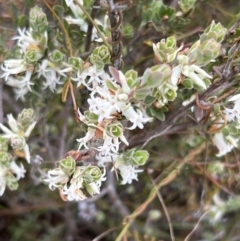 Brachyloma daphnoides at Canberra Central, ACT - 2 Oct 2023