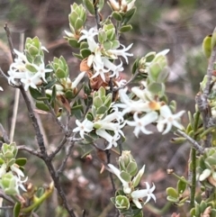 Brachyloma daphnoides at Canberra Central, ACT - 2 Oct 2023