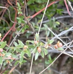 Gaudium multicaule (Teatree) at Black Mountain - 1 Oct 2023 by JimL