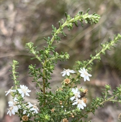 Olearia microphylla (Olearia) at Black Mountain - 1 Oct 2023 by JimL