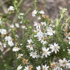Olearia microphylla at Canberra Central, ACT - 2 Oct 2023