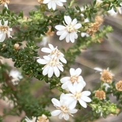 Olearia microphylla at Canberra Central, ACT - 2 Oct 2023