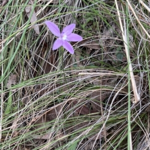 Glossodia major at Canberra Central, ACT - 2 Oct 2023