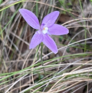 Glossodia major at Canberra Central, ACT - 2 Oct 2023