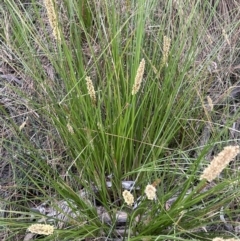 Carex appressa (Tall Sedge) at Black Mountain - 1 Oct 2023 by JimL