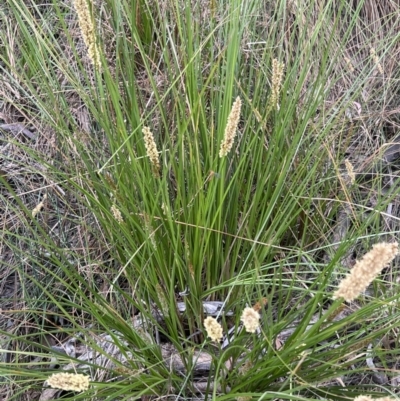 Carex appressa (Tall Sedge) at Black Mountain - 1 Oct 2023 by JimL