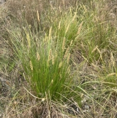 Carex appressa at Canberra Central, ACT - 2 Oct 2023 08:35 AM