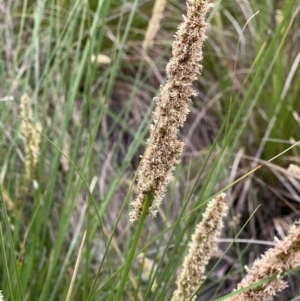 Carex appressa at Canberra Central, ACT - 2 Oct 2023