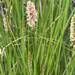 Carex appressa at Canberra Central, ACT - 2 Oct 2023 08:35 AM