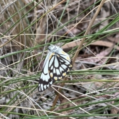 Belenois java (Caper White) at Canberra Central, ACT - 2 Oct 2023 by JimL