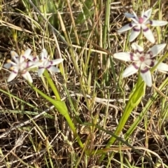 Wurmbea dioica subsp. dioica (Early Nancy) at Nicholls, ACT - 23 Sep 2023 by gavinlongmuir