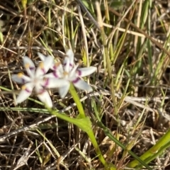 Wurmbea dioica subsp. dioica at Nicholls, ACT - 23 Sep 2023 04:53 PM