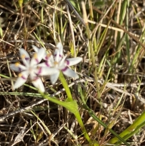 Wurmbea dioica subsp. dioica at Nicholls, ACT - 23 Sep 2023