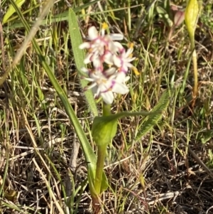 Wurmbea dioica subsp. dioica at Nicholls, ACT - 23 Sep 2023 04:53 PM