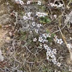 Gaudium multicaule (Teatree) at Nicholls, ACT - 2 Oct 2023 by gavinlongmuir