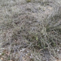 Gaudium multicaule at Nicholls, ACT - 2 Oct 2023 08:40 AM