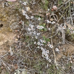 Gaudium multicaule at Nicholls, ACT - 2 Oct 2023 08:40 AM