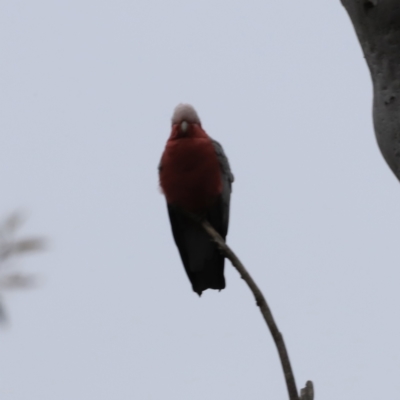 Eolophus roseicapilla (Galah) at Canberra Central, ACT - 2 Oct 2023 by JimL