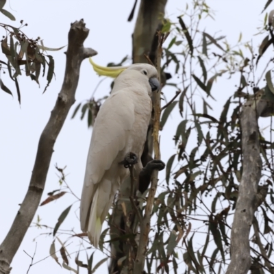 Cacatua galerita (Sulphur-crested Cockatoo) at Bruce, ACT - 1 Oct 2023 by JimL