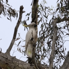 Cacatua galerita at Bruce, ACT - 2 Oct 2023 07:02 AM