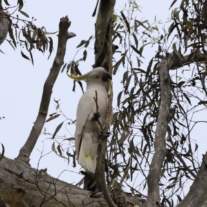 Cacatua galerita at Bruce, ACT - 2 Oct 2023