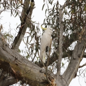 Cacatua galerita at Bruce, ACT - 2 Oct 2023 07:02 AM