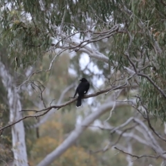 Strepera graculina (Pied Currawong) at Black Mountain - 1 Oct 2023 by JimL
