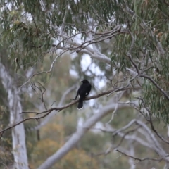 Strepera graculina (Pied Currawong) at Bruce, ACT - 2 Oct 2023 by JimL