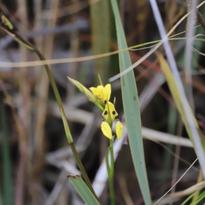 Diuris sulphurea (Tiger Orchid) at Black Mountain - 1 Oct 2023 by JimL