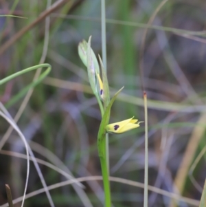 Diuris sulphurea at Canberra Central, ACT - suppressed