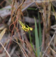 Diuris sulphurea at Canberra Central, ACT - suppressed