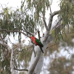 Alisterus scapularis (Australian King-Parrot) at Black Mountain - 1 Oct 2023 by JimL