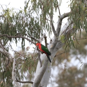 Alisterus scapularis at Bruce, ACT - 2 Oct 2023