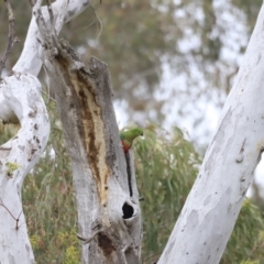 Alisterus scapularis at Bruce, ACT - 2 Oct 2023