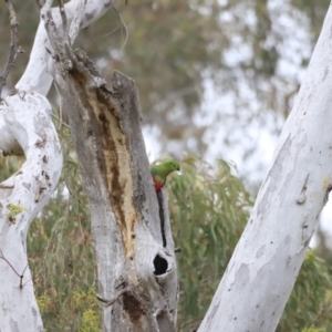 Alisterus scapularis at Bruce, ACT - 2 Oct 2023