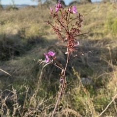 Indigofera australis subsp. australis (Australian Indigo) at Nicholls, ACT - 23 Sep 2023 by gavinlongmuir